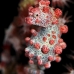 seahorse_pygmy_kbrnr2_v_0134_sul4907.jpg
